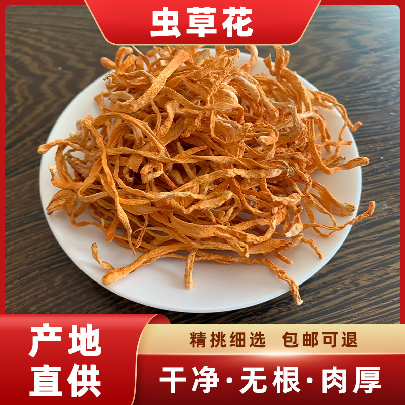 虫草花