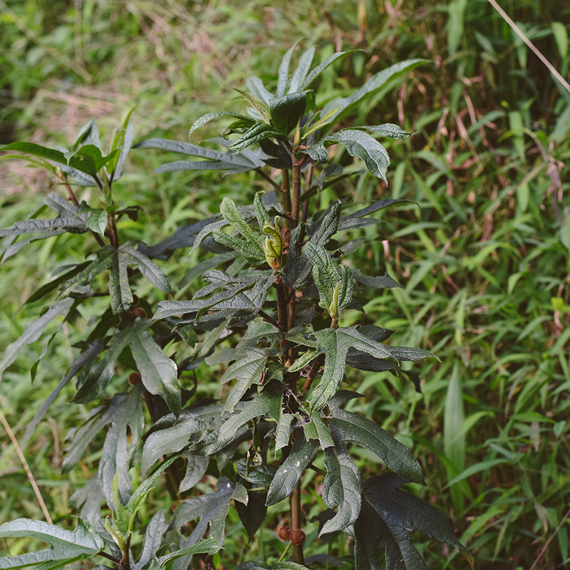 候物 粤北五指毛桃 250g 五爪龙广东煲汤汤料椰香浓郁缩略图 3