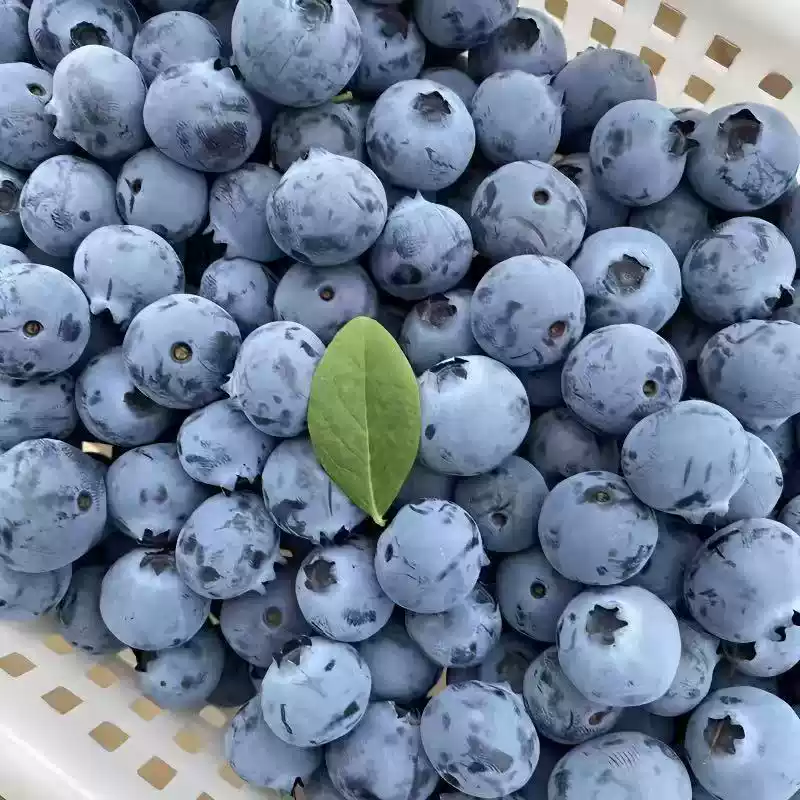 蓝莓2