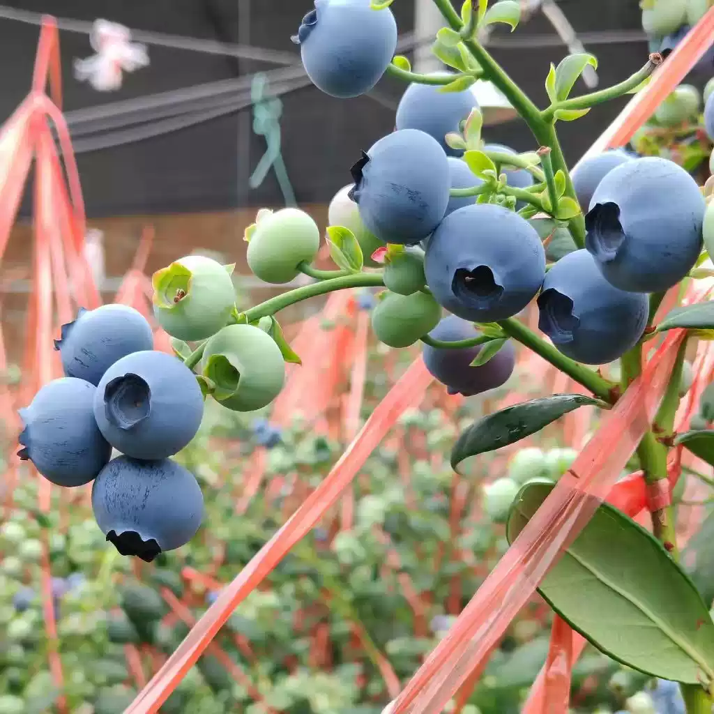 蓝莓3
图片 1