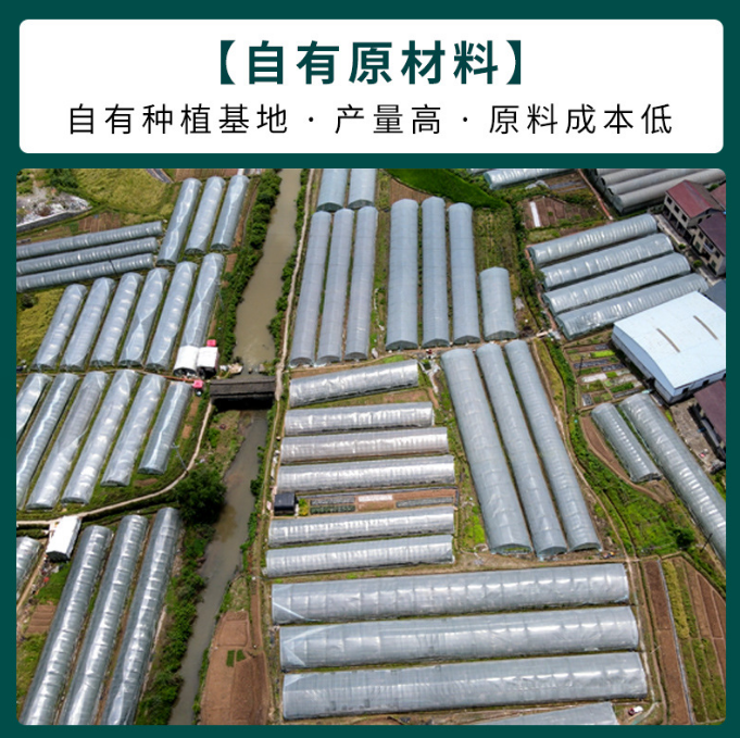 鸡油菌源头基地直供云南特产食用菌黄丝菌煲汤榆黄菇干货蘑菇批发图片 1