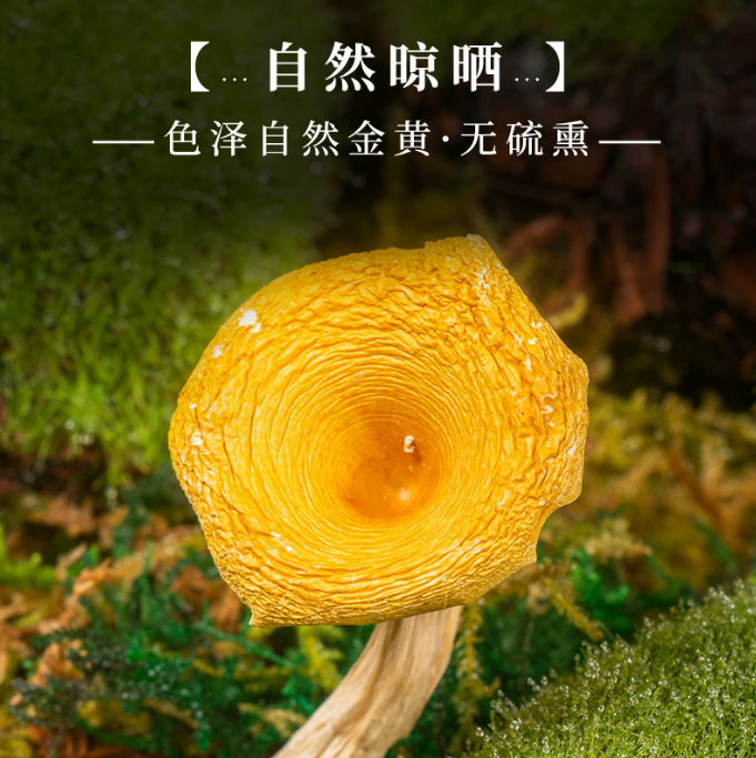 鸡油菌源头基地直供云南特产食用菌黄丝菌煲汤榆黄菇干货蘑菇批发缩略图 4