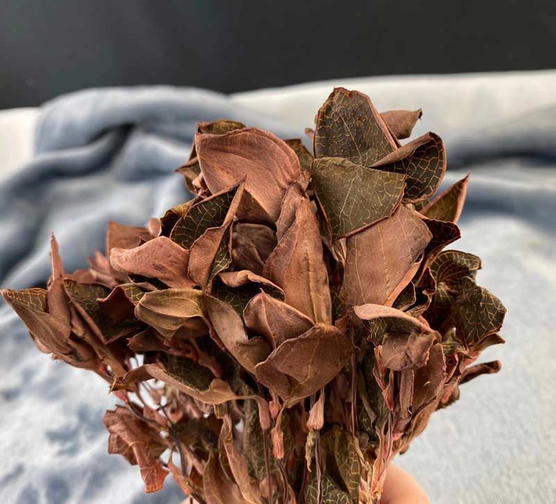林下种植12个月金线莲干品缩略图 2