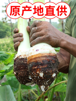 荔浦新鲜芋头缩略图 2