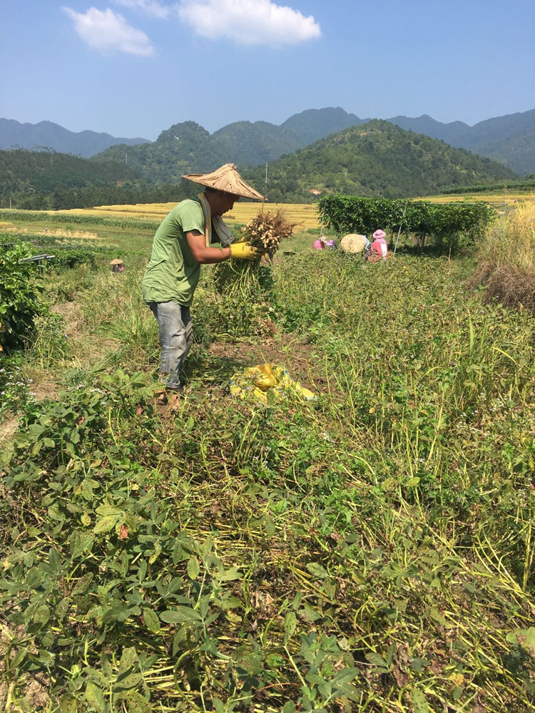 蒜香花生图片 1