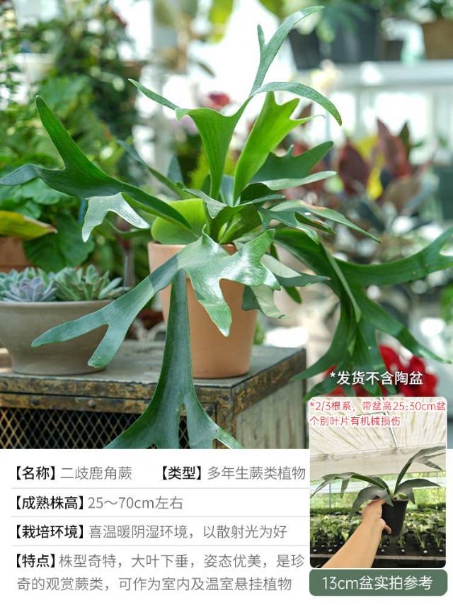 🌿 把“森林”搬进家!这几款神仙绿植,让房间瞬间高级感拉满
