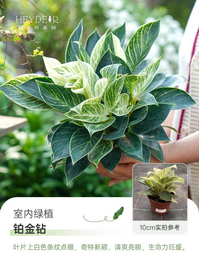 🌿 把“森林”搬进家!这几款神仙绿植,让房间瞬间高级感拉满