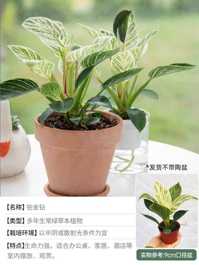 🌿 把“森林”搬进家!这几款神仙绿植,让房间瞬间高级感拉满