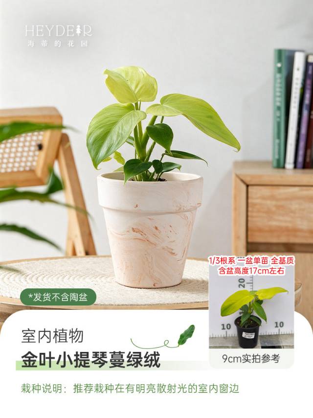 🌿 把“森林”搬进家！这几款神仙绿植，让房间瞬间高级感拉满