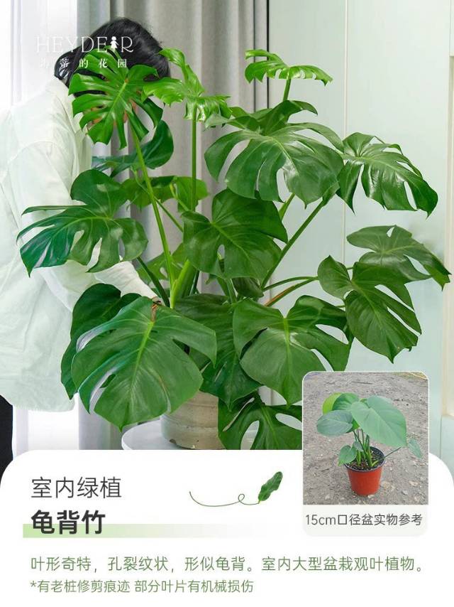 🌿 把“森林”搬进家!这几款神仙绿植,让房间瞬间高级感拉满