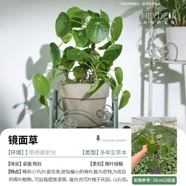 🌿 把“森林”搬进家!这几款神仙绿植,让房间瞬间高级感拉满