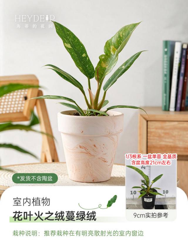 🌿 把“森林”搬进家!这几款神仙绿植,让房间瞬间高级感拉满