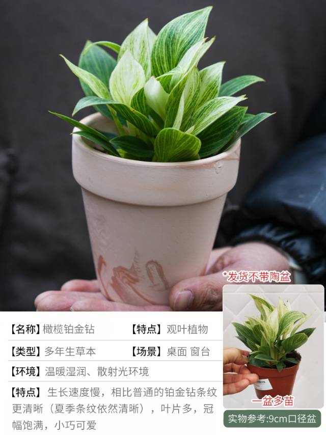 🌿 把“森林”搬进家!这几款神仙绿植,让房间瞬间高级感拉满